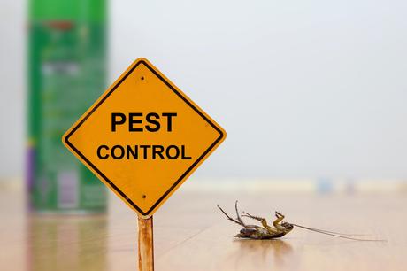 Insect and Pest Infestation – What to Know and How to Eradicate the Issue Insect and Pest Infestation – What to Know and How to Eradicate the Issue