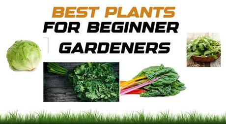 BEST PLANTS FOR BEGINNER GARDENERS