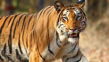 13 Picnic Spots Near Nagpur For A Soothing Escape In 2021