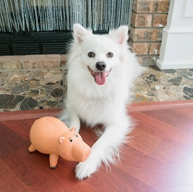 Hyper Pet Disney Hamm Super Squeaker Dog Toy
