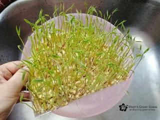 Harvest Anytime Crop - Sprouts & Microgreens