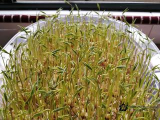 Harvest Anytime Crop - Sprouts & Microgreens