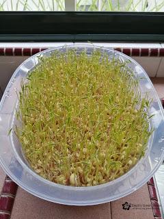 Harvest Anytime Crop - Sprouts & Microgreens