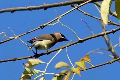 BACK YARD WILDLIFE, Guest Post by Karen Minkowski at The Intrepid Tourist