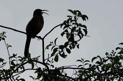 BACK YARD WILDLIFE, Guest Post by Karen Minkowski at The Intrepid Tourist