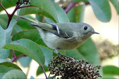 BACK YARD WILDLIFE, Guest Post by Karen Minkowski at The Intrepid Tourist