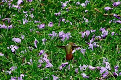 BACK YARD WILDLIFE, Guest Post by Karen Minkowski at The Intrepid Tourist