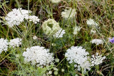 Queen Anne's Lace