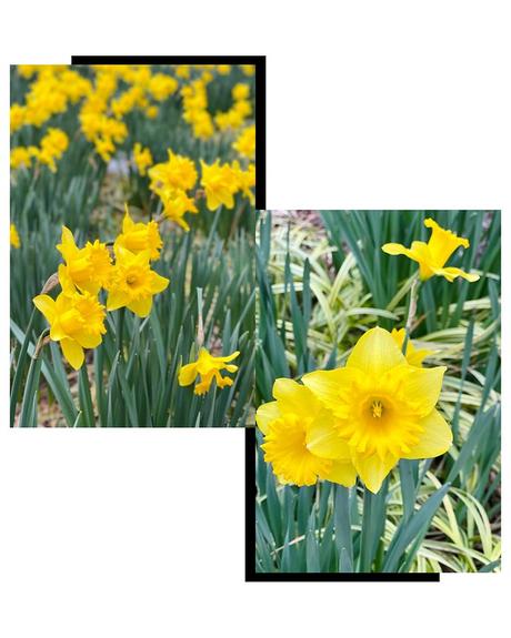 Spring Updates, Flowers, Tanvii.com