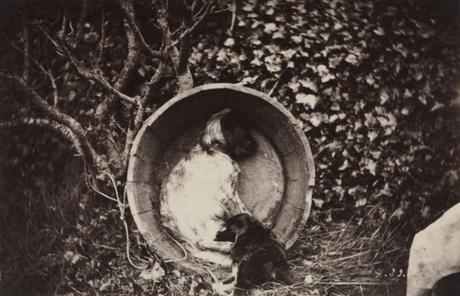 Early photography: Dog and Puppy in Barrel