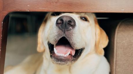 6 Facts About Labrador Retriever Dogs That You Must Know