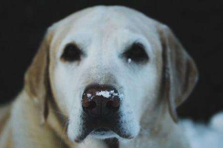 6 Facts About Labrador Retriever Dogs That You Must Know