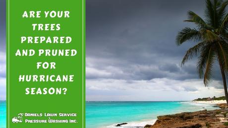 Are Your Trees Prepared and Pruned for Hurricane Season?