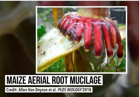 Plants That Fertilize Themselves_2 Plants That Fertilize Themselves_2