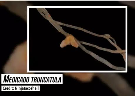 Plants That Fertilize Themselves_3 Plants That Fertilize Themselves_3