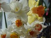 Daffodil Rescue
