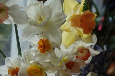 Daffodil Rescue