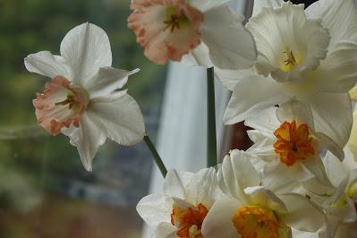 Daffodil Rescue