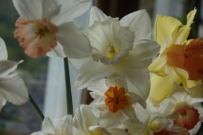 Daffodil Rescue