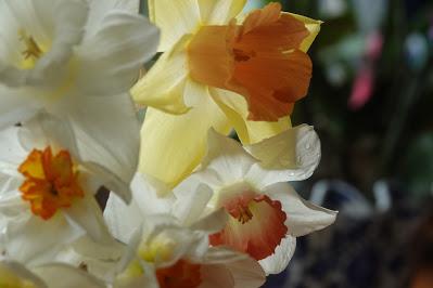 Daffodil Rescue