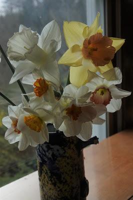 Daffodil Rescue