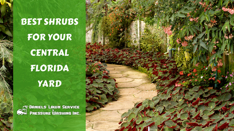 The Best Shrubs For Your Central Florida Yard
