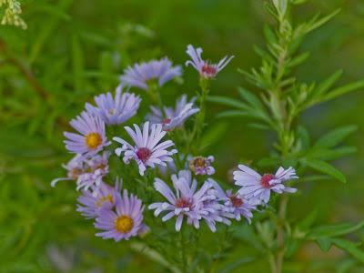Friday Fotos: I think we need some more wild flowers