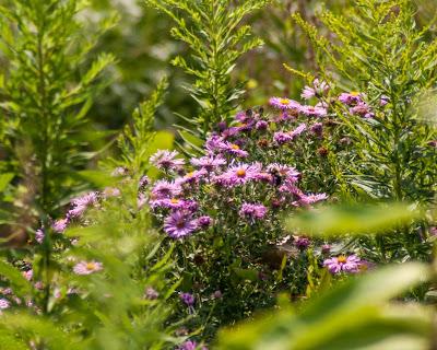 Friday Fotos: I think we need some more wild flowers