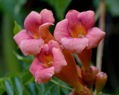 Friday Fotos: I think we need some more wild flowers