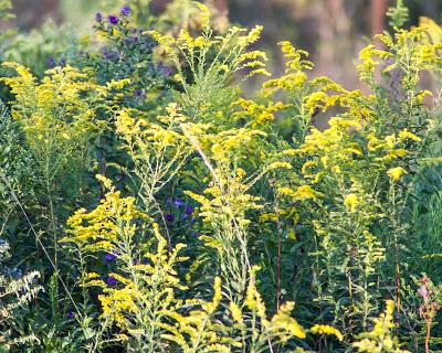 Friday Fotos: I think we need some more wild flowers