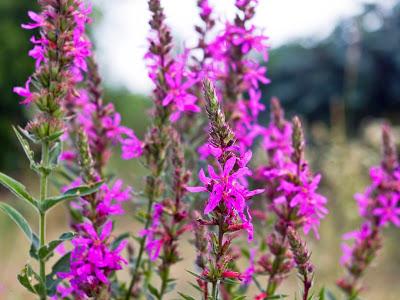 Friday Fotos: I think we need some more wild flowers