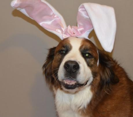 Happy Easter from Paws For Reaction