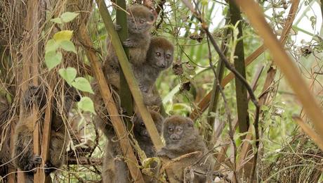 learnings from Madagascar's failed experiment !