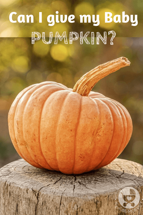 Can I give my Baby Pumpkin? This Thanksgiving vegetable is loaded with health benefits, but can babies eat pumpkin? Let's find out!