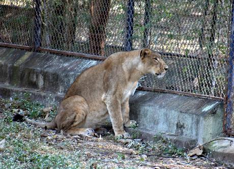 oldest Lion passes away at Sakkarbaug Zoo