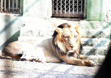 oldest Lion passes away at Sakkarbaug Zoo