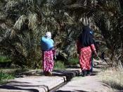 Hassan Moroccan Mint