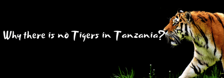 There is no tiger in tanzania