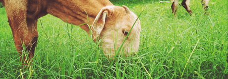 animal eating grass