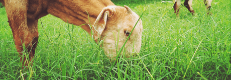 99+ Must Know Animal Trivia Questions and Answers animal eating grass
