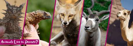 99+ Must Know Animal Trivia Questions and Answers Animals lives in Desert