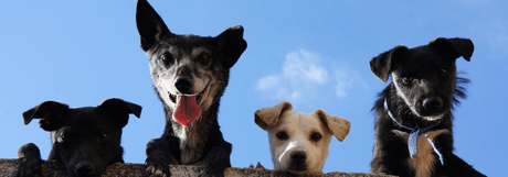 99+ Must Know Animal Trivia Questions and Answers Why do animals like being pets