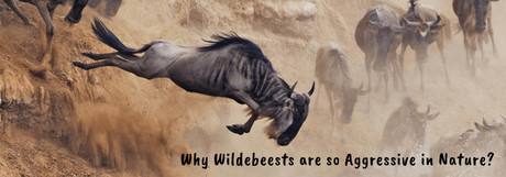 Aggressive Wildebeest