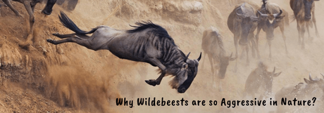 99+ Must Know Animal Trivia Questions and Answers Aggressive Wildebeest