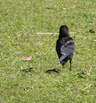 Daffodils and Crow