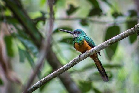 Chapada Dos Veadeiros National Park: Brazil’s Wildlife Glory