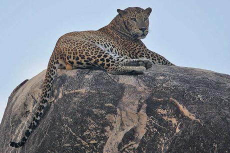 18 Places You Need To Visit For The Best Wildlife Experience in India