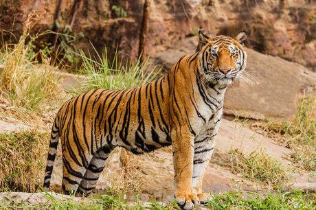 18 Places You Need To Visit For The Best Wildlife Experience in India