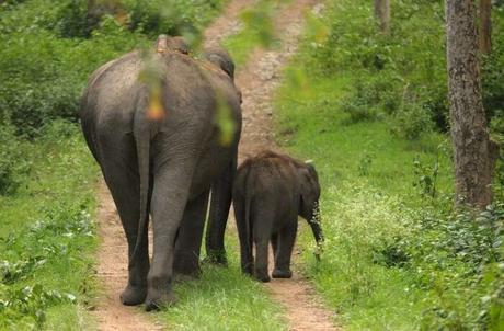 All About Mudumalai National Park, The Pride Of The Nilgiris