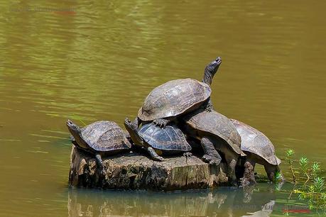 5 Tortoises from Kabini